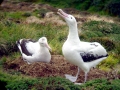 Wandering Albatross