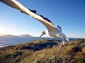 Wandering Albatross