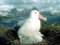 Wandering Albatross