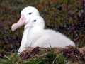 Wandering Albatross