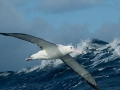 Wandering Albatross