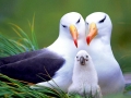 Wandering Albatross