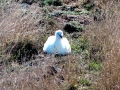Wandering Albatross