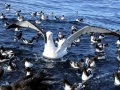 Wandering Albatross