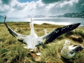 Wandering Albatross