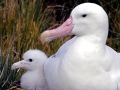 Wandering Albatross
