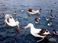 Wandering Albatross