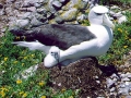 Wandering Albatross