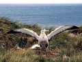 Wandering Albatross