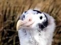 Wandering Albatross