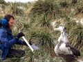 Wandering Albatross