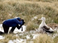 Wandering Albatross