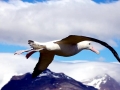 Wandering Albatross