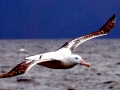 Wandering Albatross
