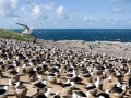 Wandering Albatross