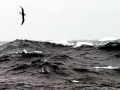 Wandering Albatross