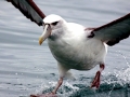 Wandering Albatross