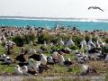 Wandering Albatross