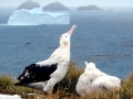 Wandering Albatross