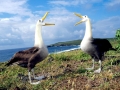 Wandering Albatross