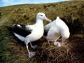 Wandering Albatross
