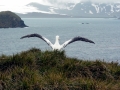 Wandering Albatross