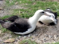 Wandering Albatross