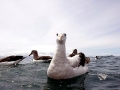 Wandering Albatross