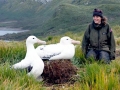Wandering Albatross