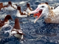 Wandering Albatross