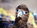 Waved Albatross