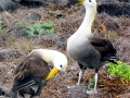 Waved Albatross