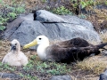 Waved Albatross