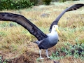 Waved Albatross