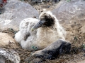 Waved Albatross