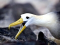 Waved Albatross