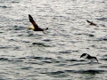 Waved Albatross