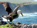 Waved Albatross