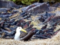 Waved Albatross