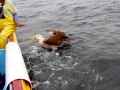 Waved Albatross