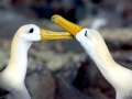 Waved Albatross