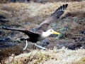 Waved Albatross