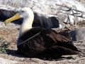Waved Albatross