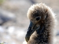 Waved Albatross