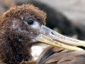 Waved Albatross