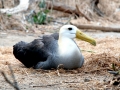 Waved Albatross