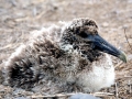Waved Albatross