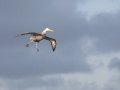 Waved Albatross