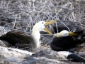Waved Albatross