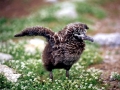 Waved Albatross